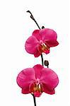 Beautiful red orchid branch isolated on white