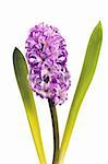 Pink hyacinth isolated on white background