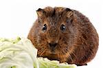 Brown guinea pig with cabbage leaves on a white background