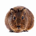 Brown guinea pig on a white background