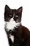 Portrait d'un chaton en noir et blanc sur un fond blanc