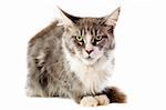 portrait of a purebred  maine coon cat on a white background