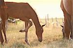 Mares and foals graze on the field early in the morning