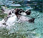 The Humboldt Penguin also termed Peruvian Penguin, or Patranca is a South American penguin