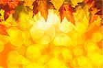Hanging Fall Maple Tree Leaves Border Isolated on White Background