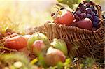 Organic fruit in basket in summer grass. Fresh grapes, pears and apples  in nature