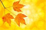Fall Maple Leaves Trio on Branch on Blurred Defocused Background