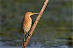 Squacco Heron (Ardeola ralloides) standing on a branch. Location Danube Delta