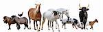 farm animals in front of white background