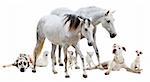 group of white pet in front of white background