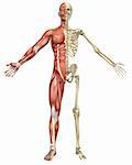 Eine Front Teilen Abbildung Ansicht der männlichen Muskel-Skelett Anatomie. Sehr detaillierte und Bildungseinrichtungen.