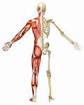 A rear split view illustration of the male muscular skeleton anatomy. Very educational and detailed.
