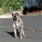 Porträt ein hübsch reinrassiger Chihuahua auf der Straße