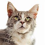 Portrait de pure race chat maine coon sur fond blanc