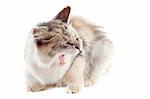 portrait of an aggressive  maine coon cat on a white background