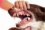 inspecting dog teeth  in front of white background