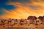 Chameaux dans le désert du Wadi Rum, Jordanie