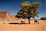 Two camels in desert of Wadi Rum, Jordan