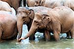 Herd of elephants in the river, Sri Lanka