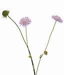 purple flower (Knautia arvensis) on white background