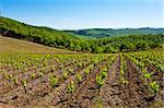 La colline de la Toscane avec vignoble dans la région du Chianti