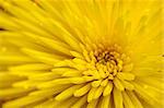 Bright yellow flower close up