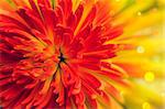 Bright orange-red flower close up