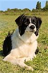 portrait of purebred border collie in the nature