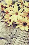 Wilde gelbe Gänseblümchen Blumen auf Holztisch - Vintage-Look