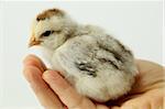 Little chicken resting on a cupped hand