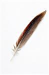 Wild bird feather on a white background