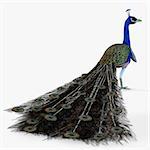 A male Peacock bird with colorful tail feathers isolated on a white background.