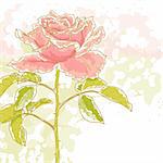The contour drawing pink rose with leaves on white background. Watercolor style. Can be used as background for invitation cards..