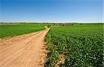 Dirt Road to the Lake among the Green Fields, Israel Spring