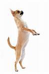 portrait of a cute purebred puppy chihuahua standing on his hind legs