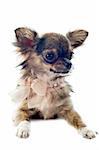 portrait of a cute purebred  brindle chihuahua in front of white background