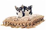 Porträt eine süße reinrassige Chihuahuas auf Kissen vor weißem Hintergrund