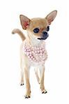 portrait of a cute purebred  puppy chihuahua with pearl collar in front of white background