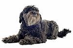 portrait of a pyrenean sheepdog in front of white background