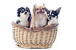 portrait of  purebred  puppy chihuahuas in basket in front of white background