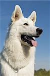 Purebred White Swiss Shepherd in a blue sky