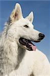 Race pure White Swiss Shepherd dans un ciel bleu