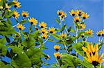Die gelben Blumen Pflanzen eine Topinambur, eine Art Sonnenblume, gegen einen tiefblauen Himmel