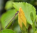 dragonfly on the hibiscus flower bud