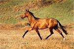 Jeune cheval Akhal-Teke s'exécute dans le domaine d'automne