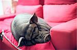 gros cochon noir sur un canapé rose