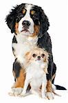 portrait of a puppy bernese mountain dog and chihuahua in front of white background