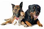 purebred belgian sheepdog malinois, chihuahua and rottweiler on a white background