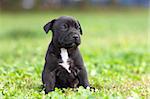 American Staffordshire terrier puppy sitting on grass