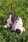 Two small puppies American Staffordshire terrier playing